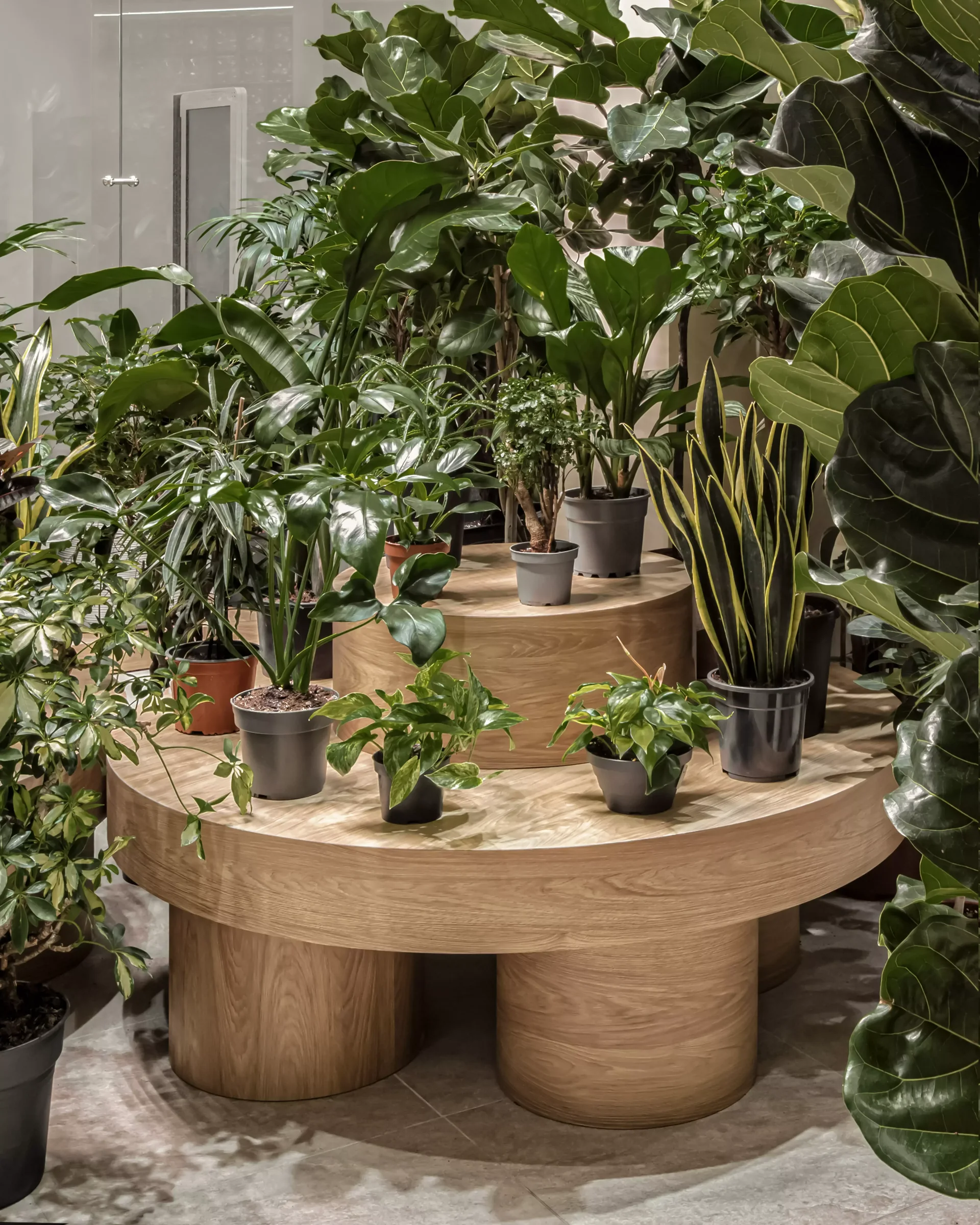 МАГАЗИН РАСТЕНИЙ RONI GREEN HOUSE — изображение 12.3